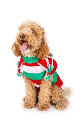 15 of the Best Dog Toys and Gifts for Christmas 2020