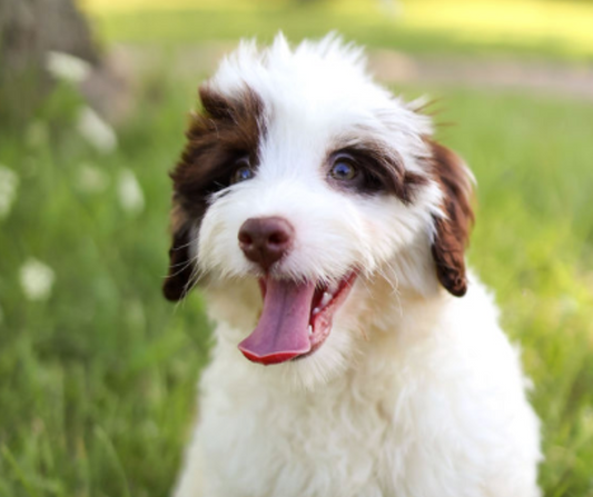 10 Essential Commands Every Dog Should Know