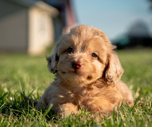 15 Goldendoodle Potty Training Tips