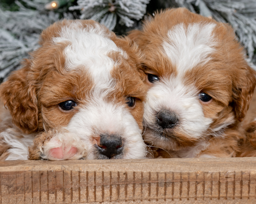 Five Common Misconceptions About Goldendoodles