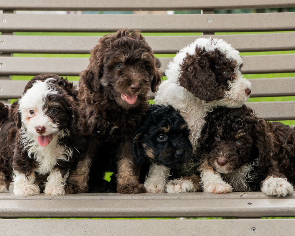 5 Things You Didn't Know About Bernedoodles