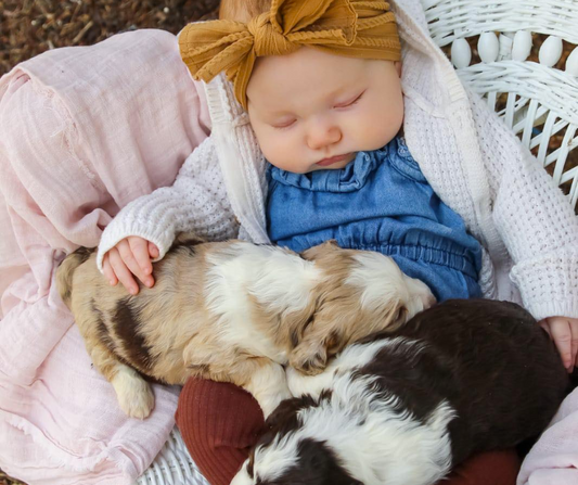 All You Need to Know About Bernedoodle Temperament and Personality