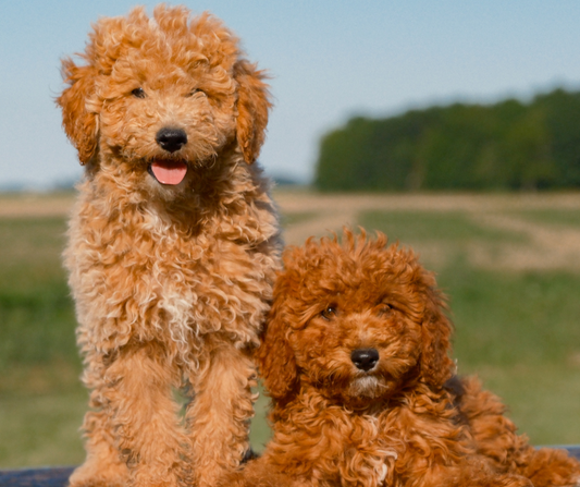 Apartment-Friendly Training Tips for Goldendoodles