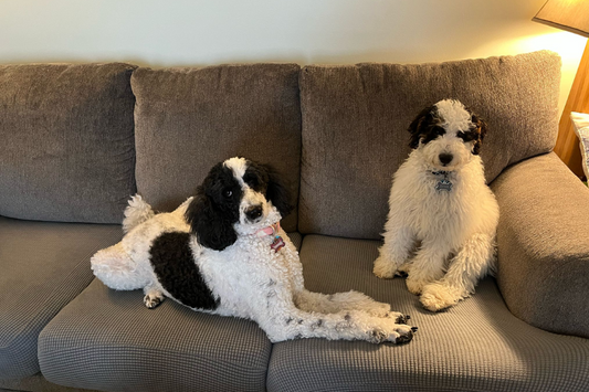 Apartment Living Tips with Your Bernedoodle