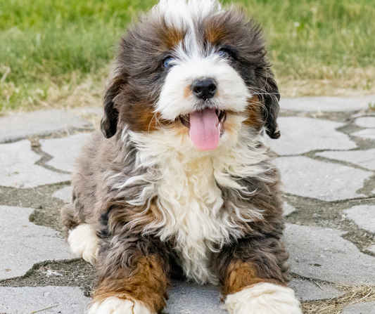 Are Doodle Dogs Ideal for Apartment Living?