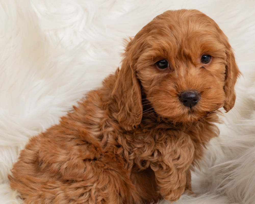 Are Goldendoodles Suitable as Service Dogs?