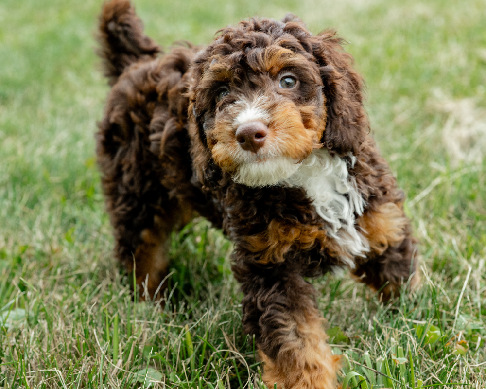 Bernedoodle Training Essentials: From Puppy to Adult