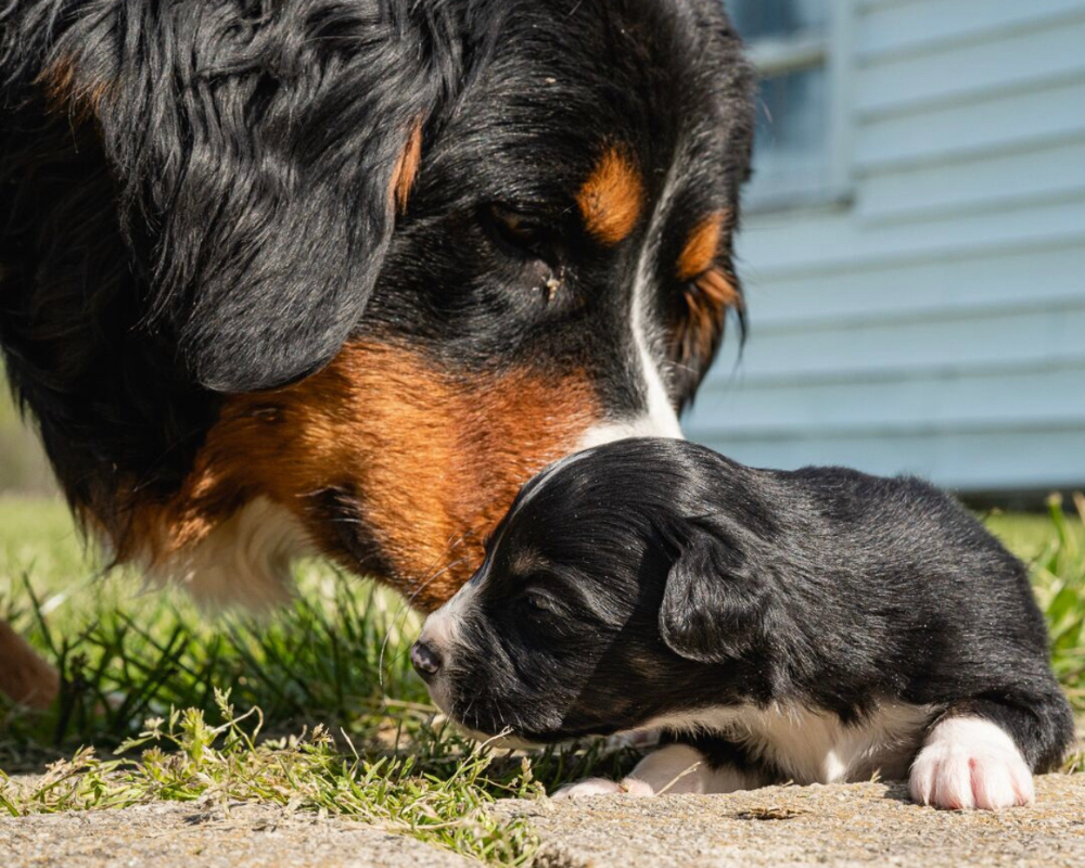 Bernedoodles and Cats: Can They Get Along?