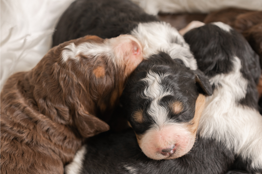 Bernedoodles vs Goldendoodles