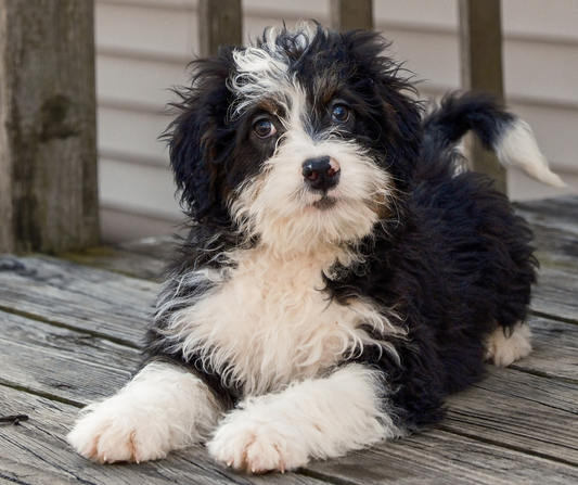 Best Indoor Activities for Bernedoodles in Apartments