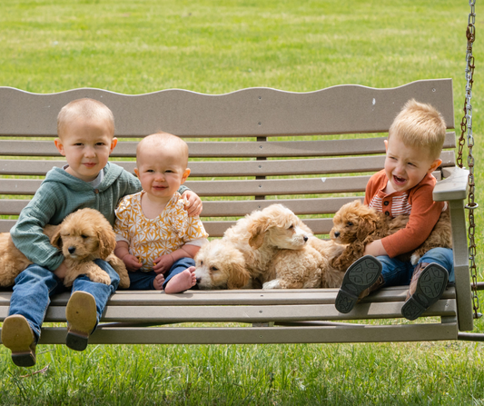 The Ultimate Guide to Goldendoodles