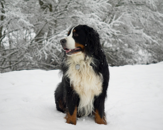 Can Dogs Get Frostbite?