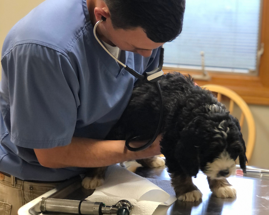 Can Dogs Get Kidney Disease?