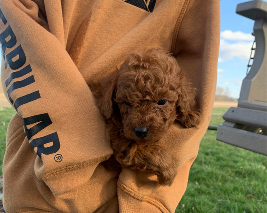 Can Dogs Get Sick from Humans?