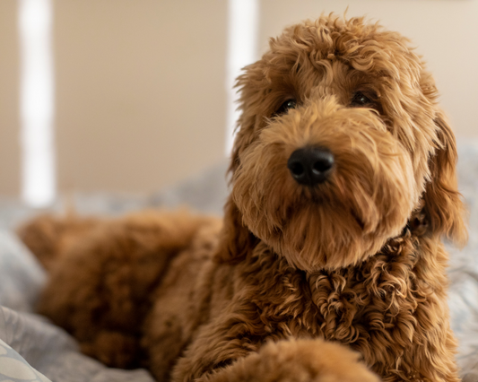 Can Dogs Smell Cancer?