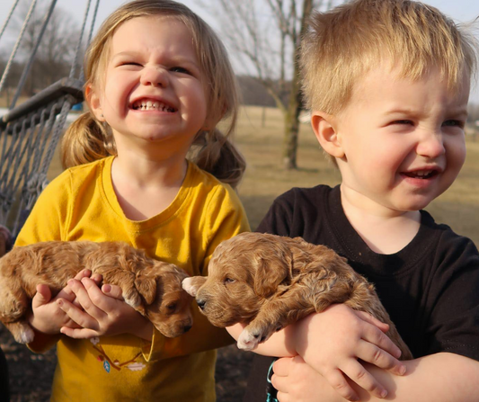 Can Two Male Goldendoodles Get Along?