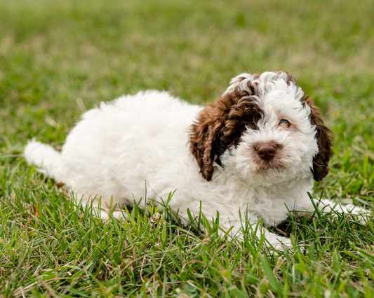 Can Your Goldendoodle Take Benadryl for an Allergy?