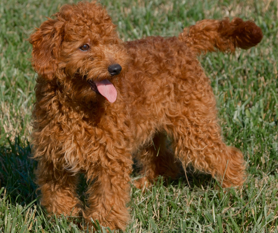 Creating a Comfortable Space for Your Goldendoodle in Your Apartment