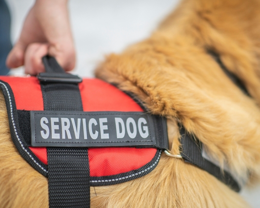 Do All Service Dogs Have to Be Registered?