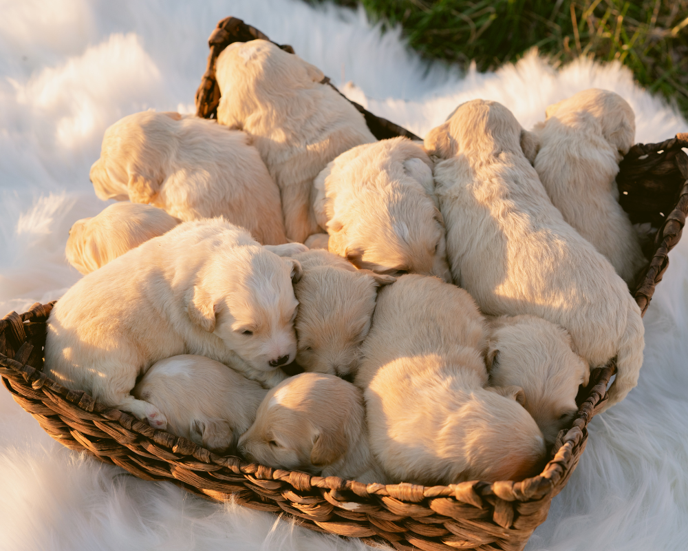 Do Goldendoodles Shed?
