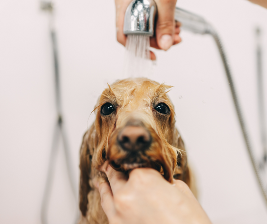 Do You Need to Bathe Your Dog Everyday?