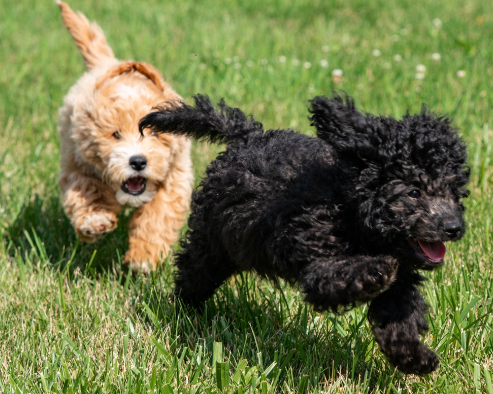 Encouraging Harmony in Goldendoodles and Other Pets