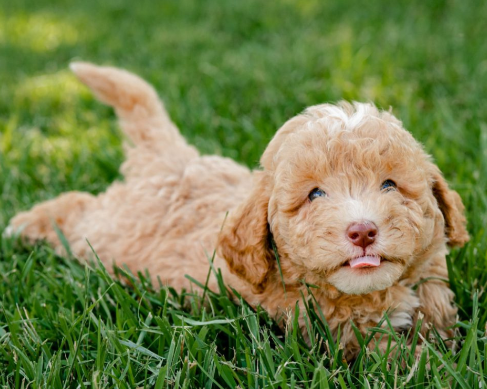 Everything You Need to Know About The Micro Goldendoodle