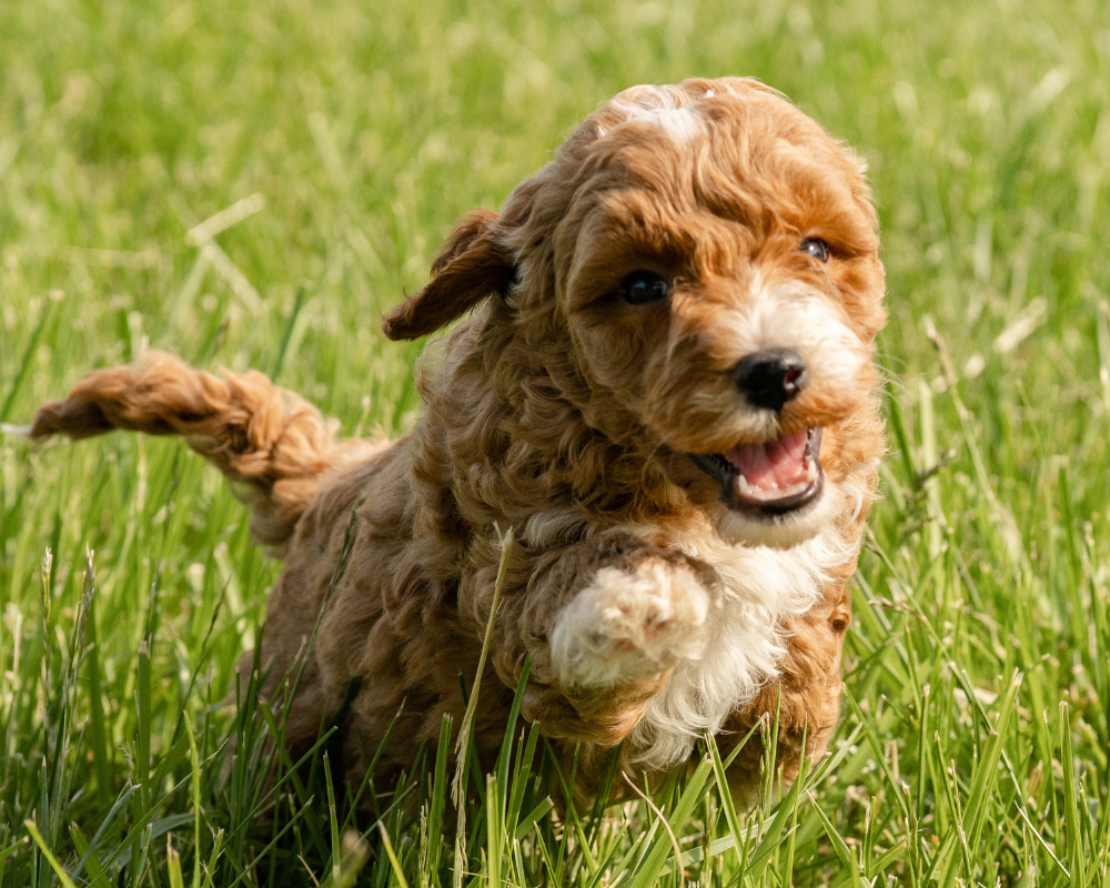Exercising Your Goldendoodle: Fitness and Fun for Your Pup