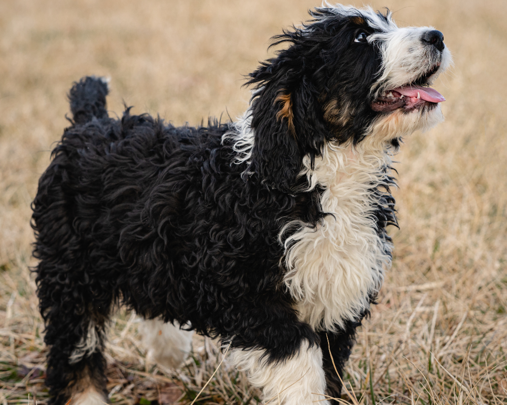 Finding the Best Bernedoodle Breeder