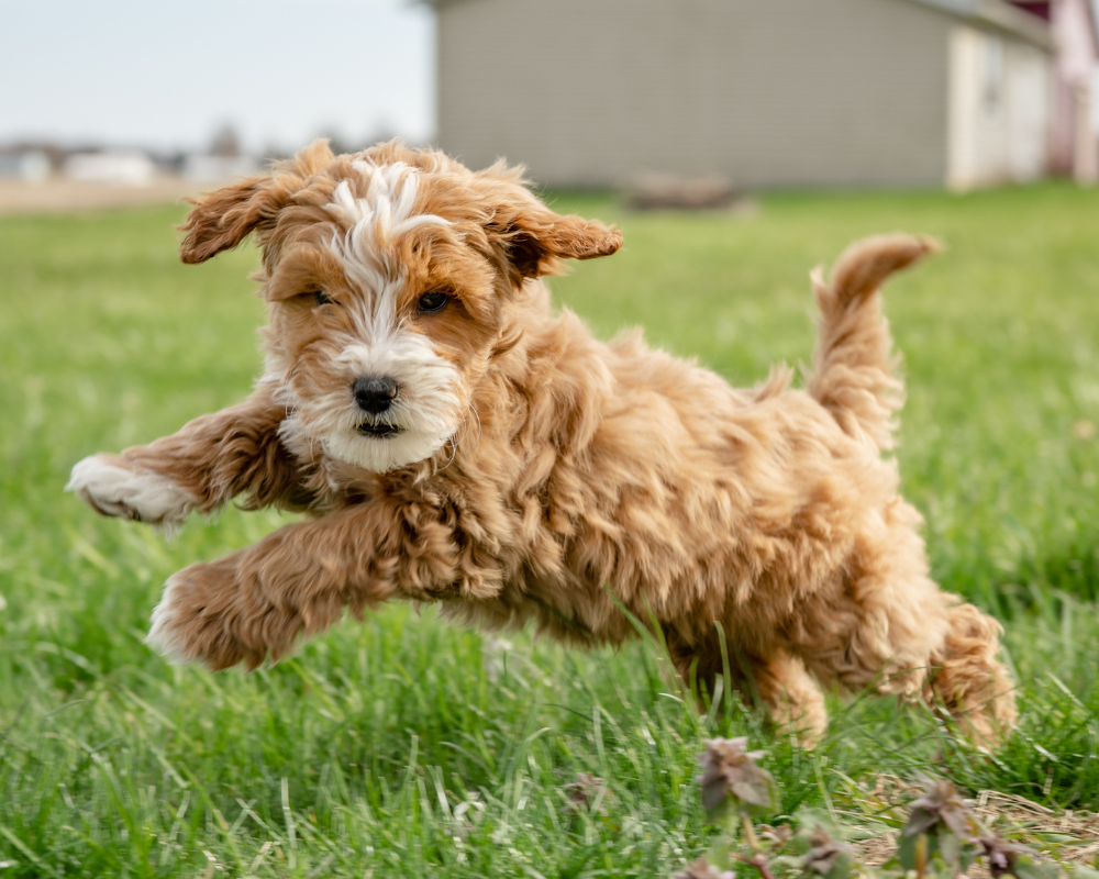 Goldendoodle Agility: Training Your Doodle for Fun and Competition