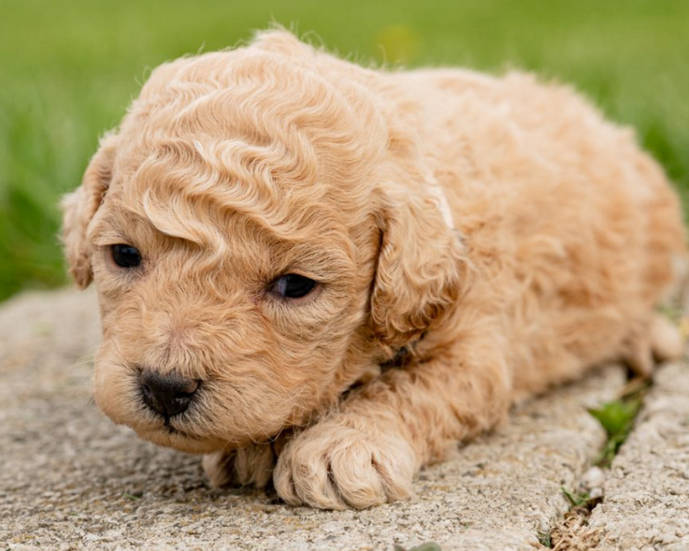 Goldendoodle Exercise and Activity Tips for a Healthy Pup