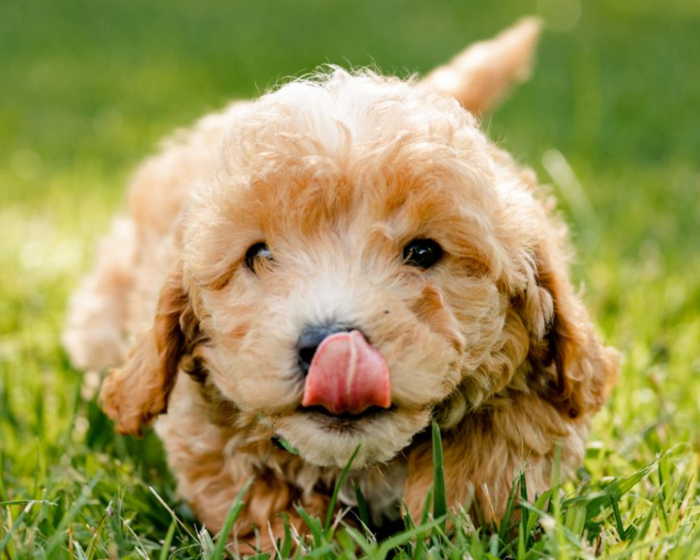 Goldendoodle Nutrition: Feeding Your Doodle for Optimal Health