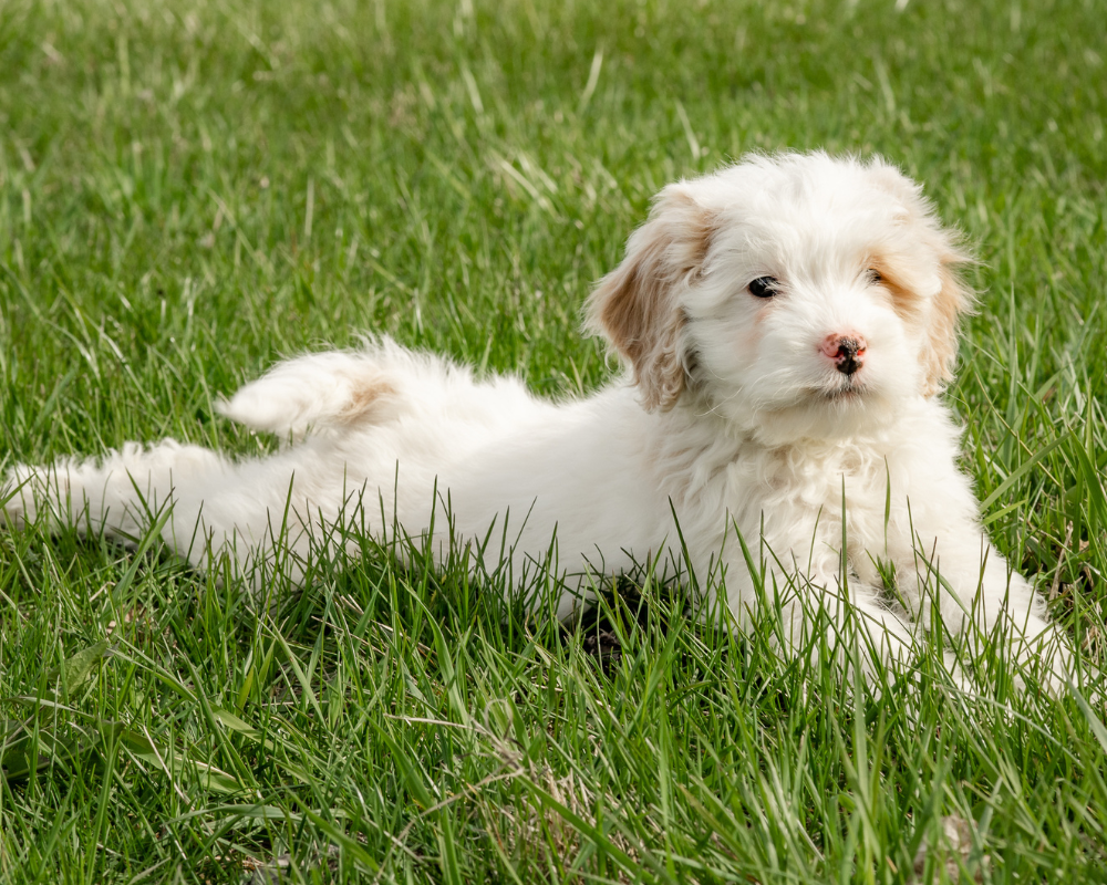 Goldendoodles and Senior Citizens: The Perfect Companionship