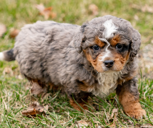 Grooming Hacks: How to Manage Matted Doodle Hair