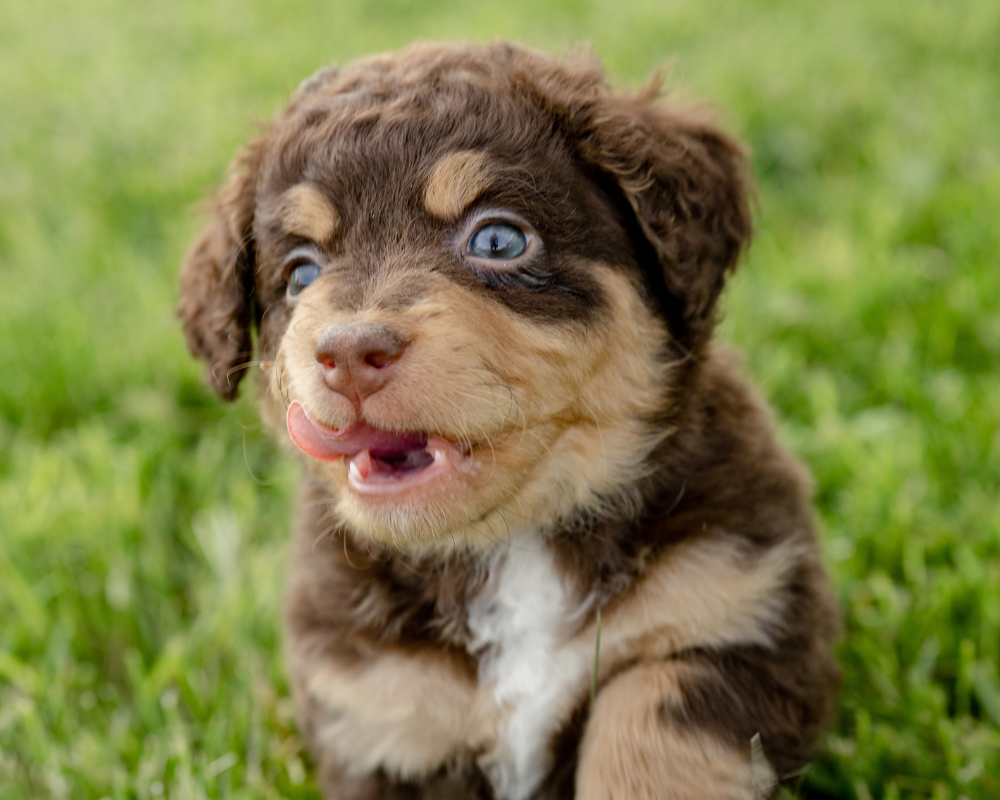 Handling Bernedoodle Shedding: Tips for a Clean Home