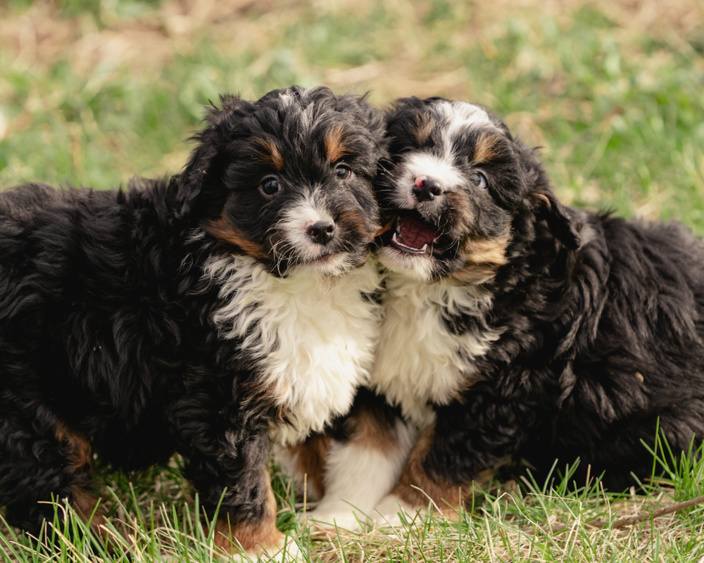 How Do Dogs Recognize Other Breeds?