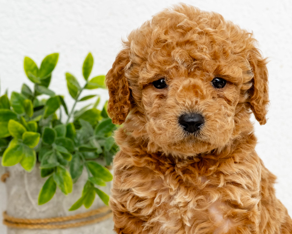 How Long is the Life Span of a Goldendoodle?