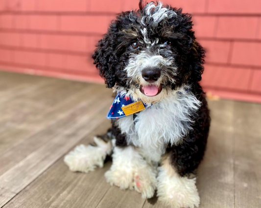 How Much Should You Feed Your Bernedoodle Puppy?
