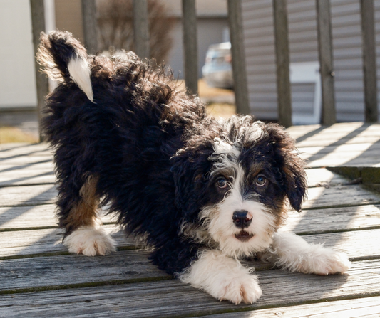 How Much Water Should Your Dog Drink?