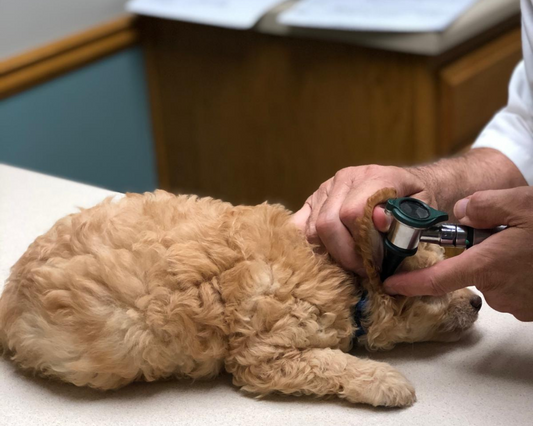 How Often Should You Bring Your Bernedoodle to the Vet?