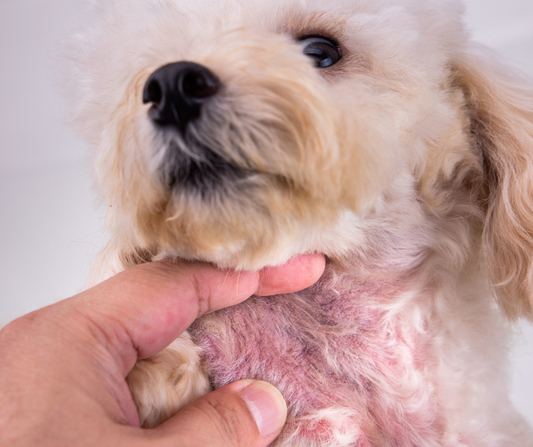 How Will You Know If Your Dog Has Allergies?