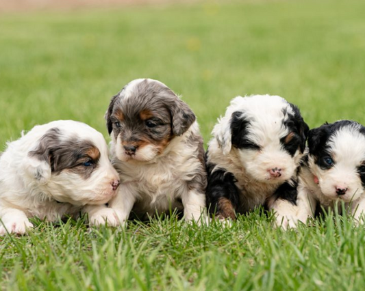 Why You Need to Avoid Puppy Mills?