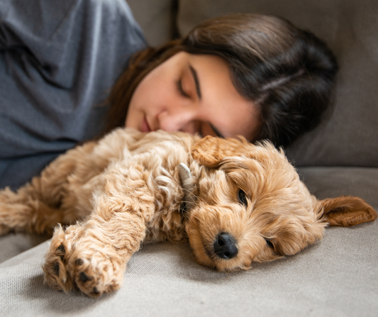 How to Calm Down Your Anxious Dog?