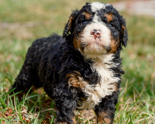 How to Get Ready Flying with Your Bernedoodle?