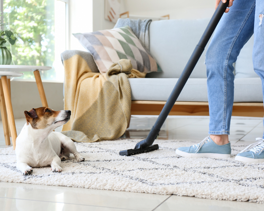 How to Get Rid of Dog Smell?