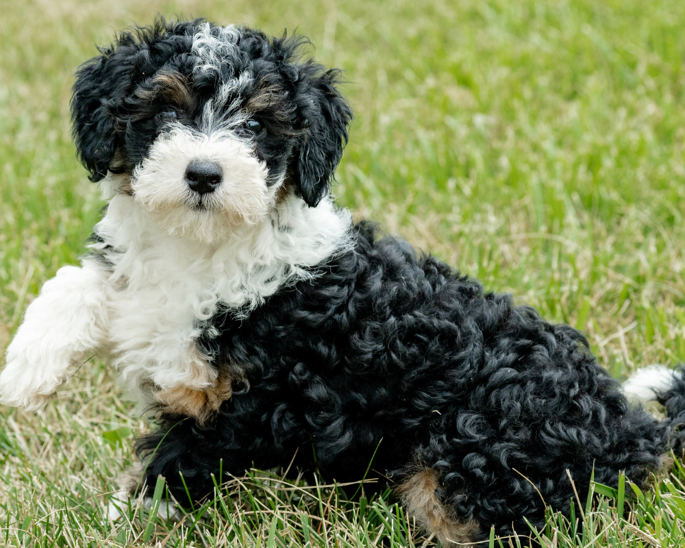 How to Groom Your Bernedoodle: Tips for a Fluffy Coat