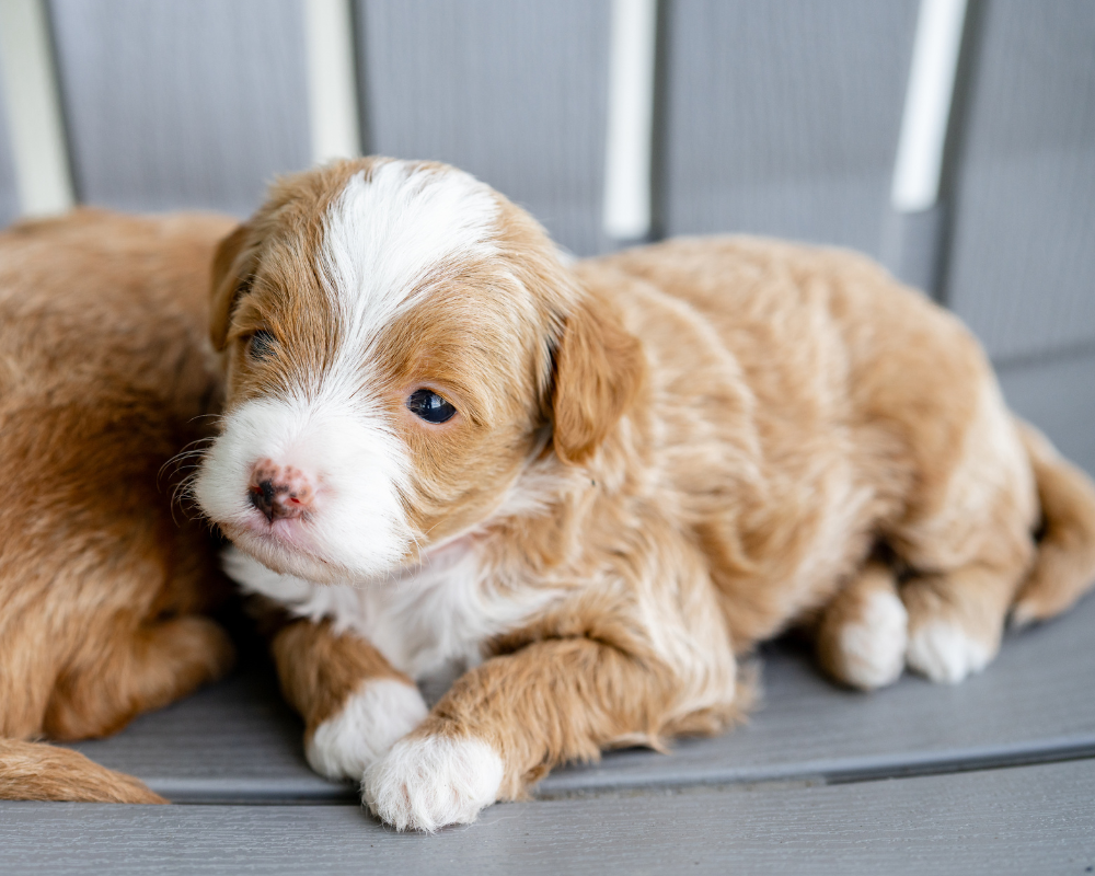 How to Handle Fear and Anxiety in Bernedoodles