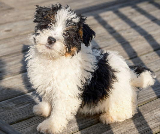 How to Help Your Dog Cope with Anxiety