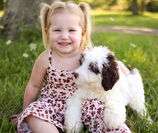 How to House Train Your Puppy