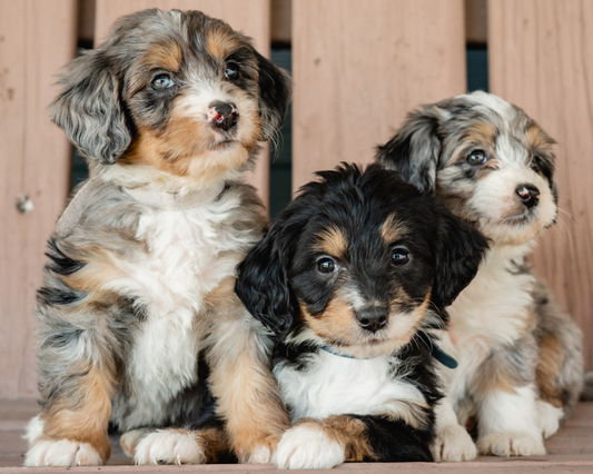 How to Maintain the Ears of Your Bernedoodle?